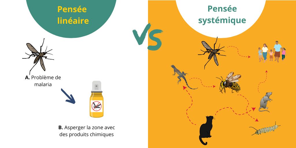 Pensée linéaire ou analytique versus pensée systémique